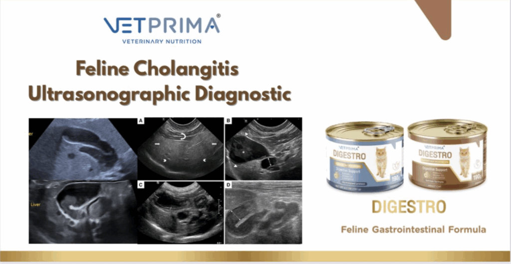 Feline Cholangitis: แนวโน้มใหม่ในการวินิจฉัยและรักษาโรคตับและทางเดินน้ำ ...